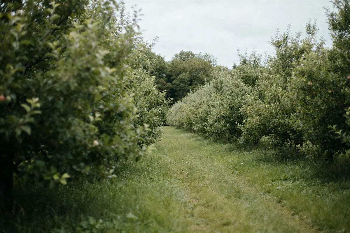 Allée verte entre rangées d'arbres, illustrant la couleur vert à la mode naturelle